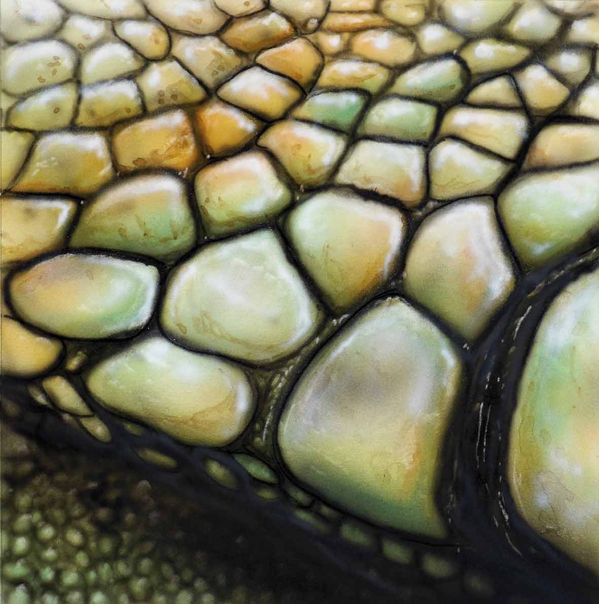 Texture-5 ASBS DVD-Series #4
